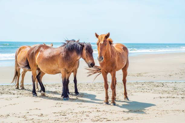 istock Wild Horses Standing by the ocean 1153744248