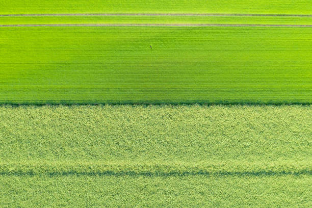 istock Fields of flax and rapeseed aerial view at medium altitude horizontal symmetry 1153744265