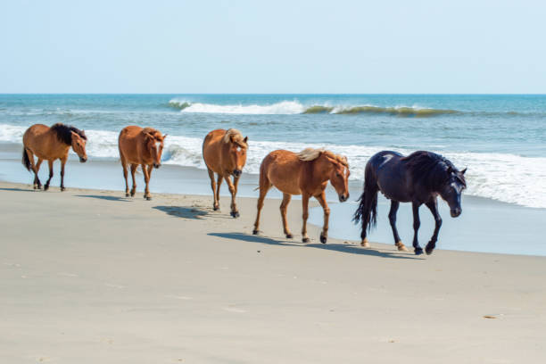istock Wild Horses Standing by the ocean 1153744337