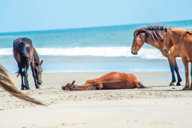istock Wild Horses Standing by the ocean 1153744443