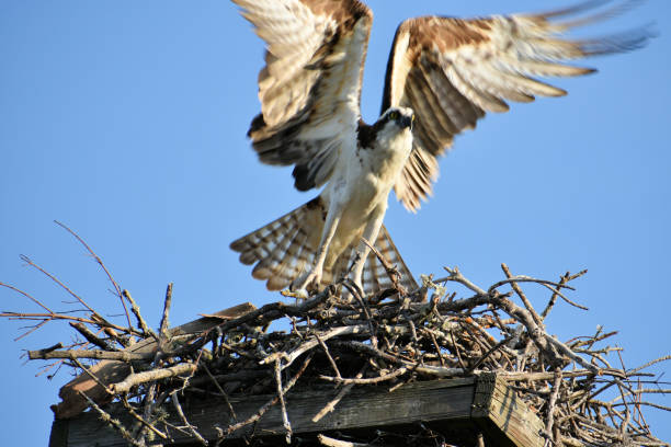 istock Osprey taking flight from nest, Dingdarling Preserve, Sanibel Island, Florida, 2019 1153744520