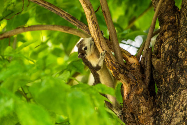 방콕 시립 공원에서 나뭇가지를 연주하는 핀 레이 슨의 다람쥐 - squirrel softness wildlife horizontal 뉴스 사진 이미지