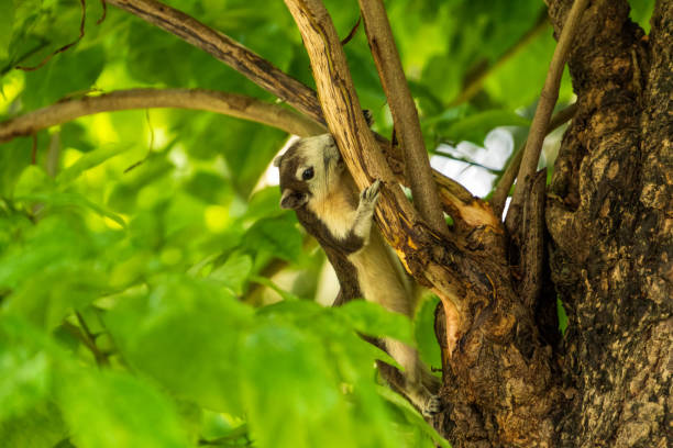 esquilo de um finlayson que joga em filiais de árvore no parque da cidade de banguecoque - squirrel softness wildlife horizontal - fotografias e filmes do acervo