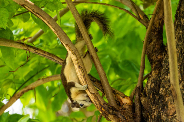istock A Finlayson's squirrel playing on tree branches at Bangkok city park 1153745048