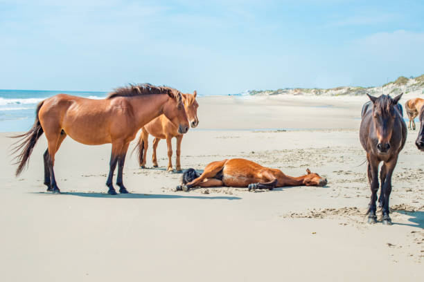 istock Wild Horses Standing by the ocean 1153745051