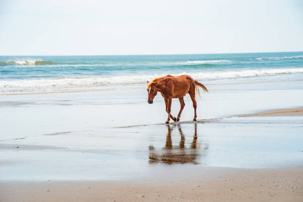 istock Wild Horses Standing by the ocean 1153745055