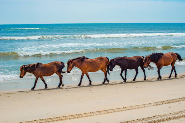 istock Wild Horses Standing by the ocean 1153745088