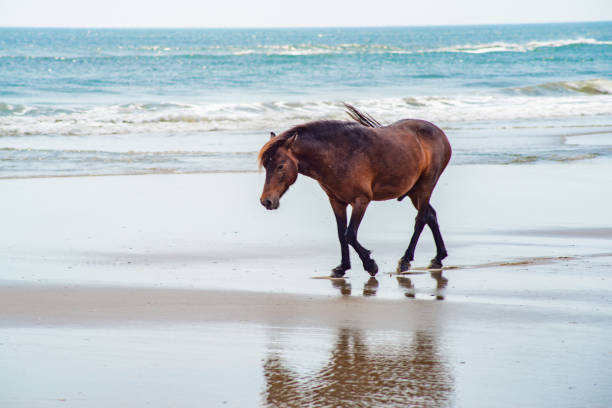 istock Wild Horses Standing by the ocean 1153745113