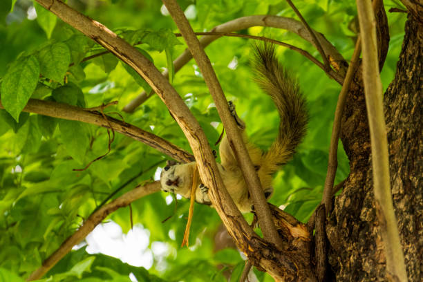방콕 시립 공원에서 나뭇가지를 연주하는 핀 레이 슨의 다람쥐 - squirrel softness wildlife horizontal 뉴스 사진 이미지
