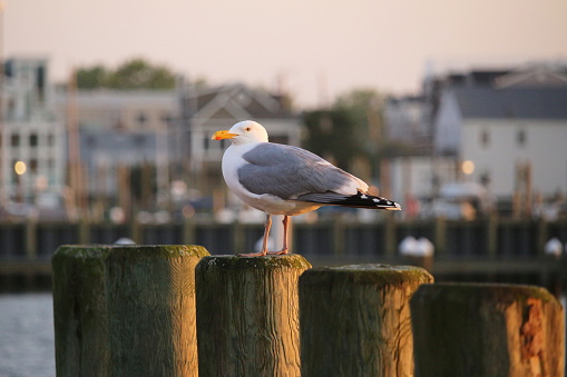 A seagull sits atop a wooden dock in a harbor at dusk.
