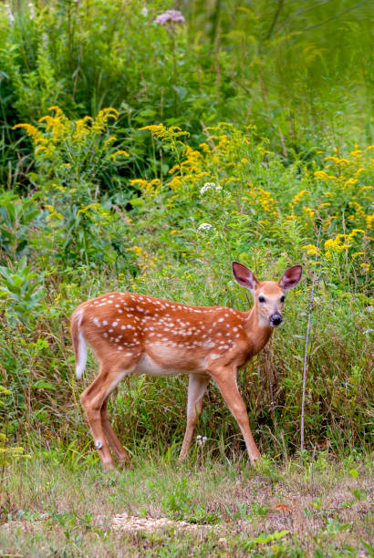 istock White tailed deer fawn 1153747884