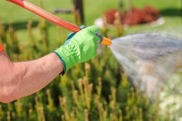 istock Garden Watering Closeup 1153748837