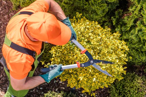 Gardener Shaping Plants Gardener Shaping Plants Using Heavy Duty Garden Scissors. Spring Maintenance. pruning gardening photos stock pictures, royalty-free photos & images