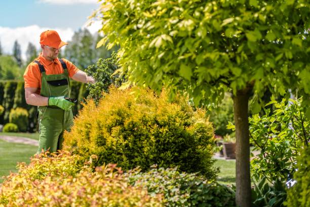 istock Trimming Garden Plants 1153749542