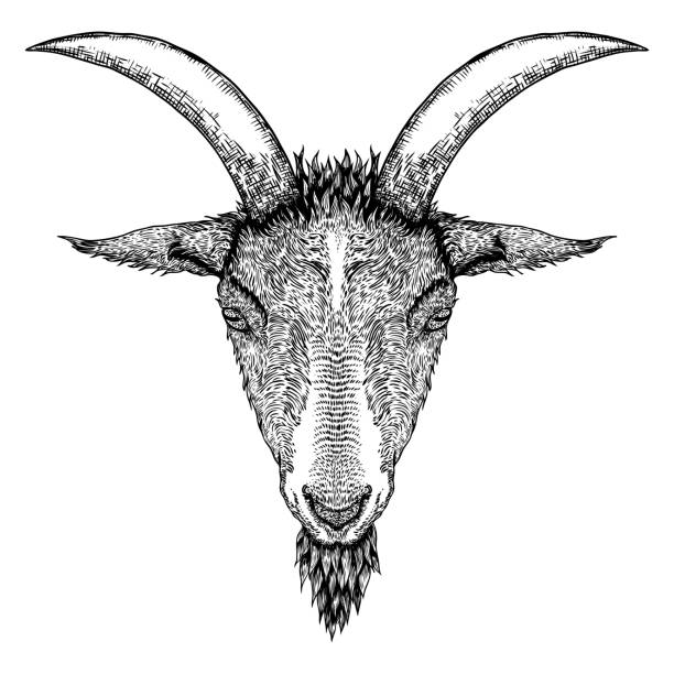 ilustrações, clipart, desenhos animados e ícones de cabeça do animal de exploração agrícola da cabra ou dos carneiros com chifres. esboço preto e branco. vetor - goat animal black domestic animals