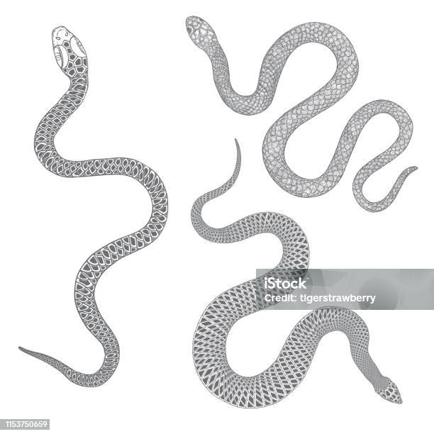 Set Of Snakes Drawing Illustration Black Serpent Isolated On A White Background Tattoo Design Venomous Reptile Drawn Witchcraft Voodoo Magic Attribute For Halloween Vector Stock Illustration - Download Image Now