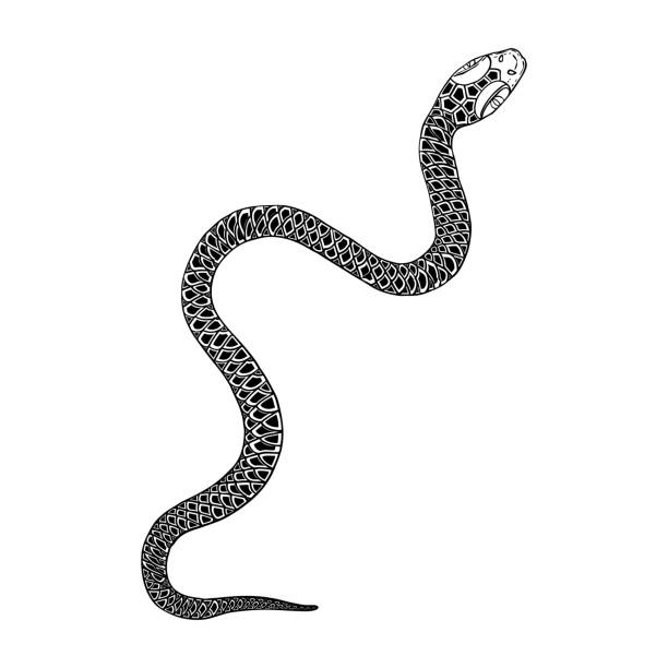 Anakonda Ilustracje - Zdjęcia i ilustracje - iStock