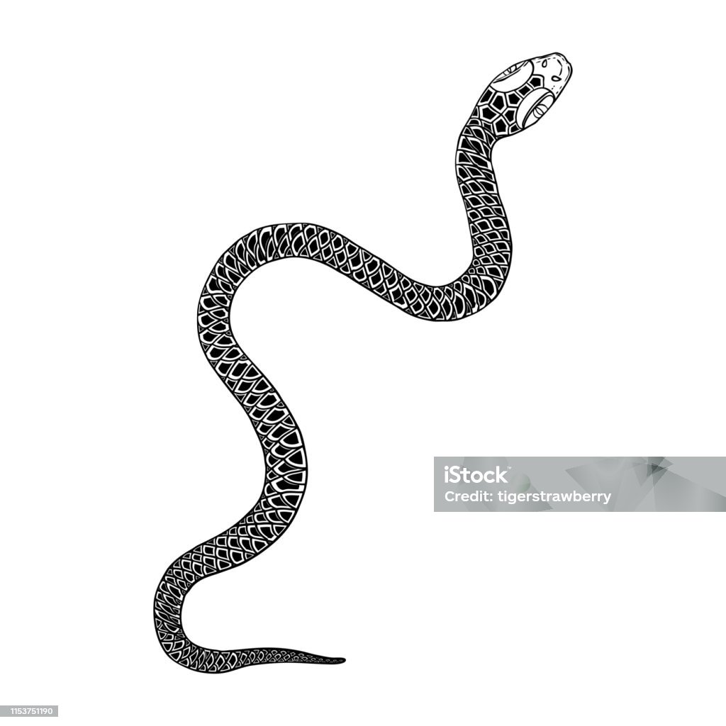 Hình Minh Họa Vẽ Rắn Con Rắn Đen Bị Cô Lập Trên Thiết Kế Hình Xăm ...