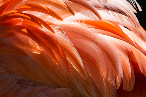Close-up of flamingo feather on the back and wings