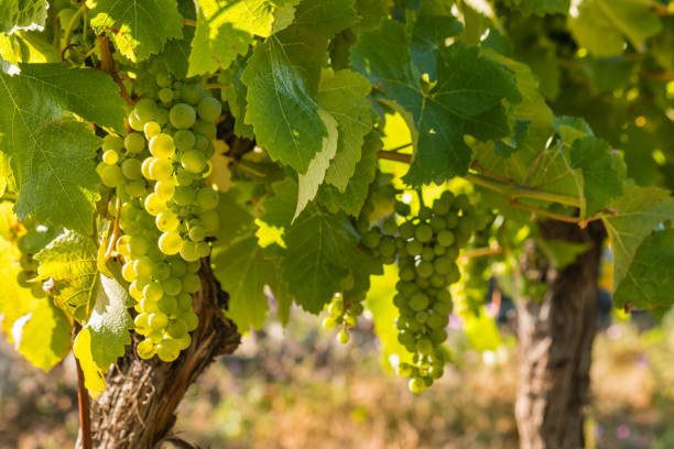 hinterleuchtete trauben von reifen sauvignon blanc trauben auf weinberg mit kopierraum - vineyard ripe crop vine stock-fotos und bilder