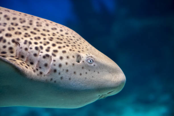 istock Zebra shark or Leopard shark (Stegostoma fasciatum) profile close-up under sea water 1153751302