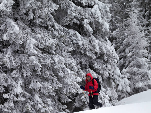 istock Hiker go on slope with new-fallen snow in snow-covered forest 1153752323