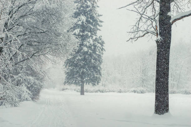 istock Walk through the snowy winter forest in a blizzard, beautiful scenery 1153752417