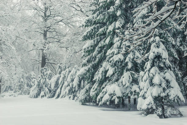 istock Coniferous trees in winter, natural winter landscape background 1153752428