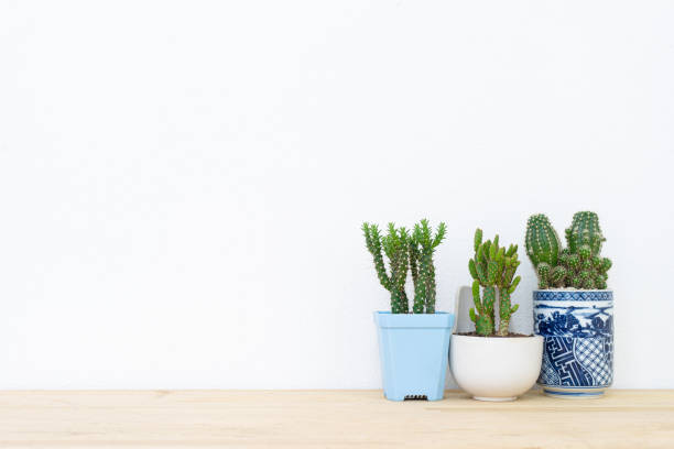 istock Collection of various cactus plants in different pots. 1153754057