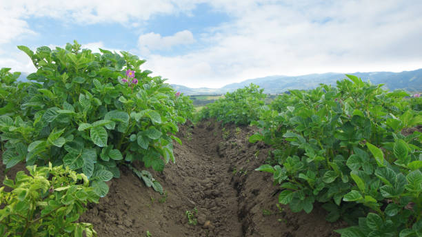 field planted with potato plants with cloudy sky in the background - raw potato field agriculture flower imagens e fotografias de stock