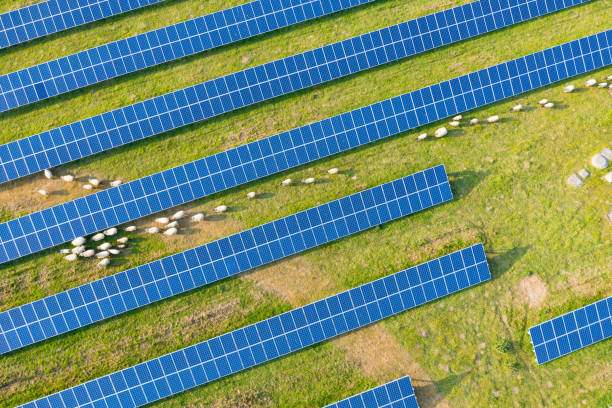 istock View over solar panels with sheep walking around 1153755360