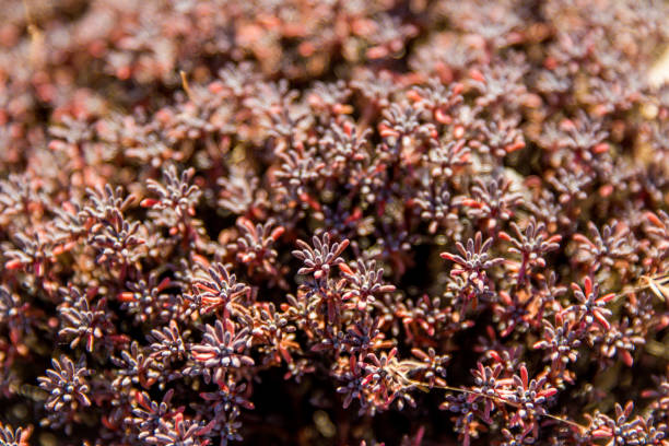 istock wildflowers of Mount Rainer 1153755775