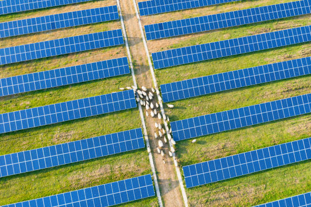 istock Close-up oblique view over solar panels with sheep walking around 1153756393