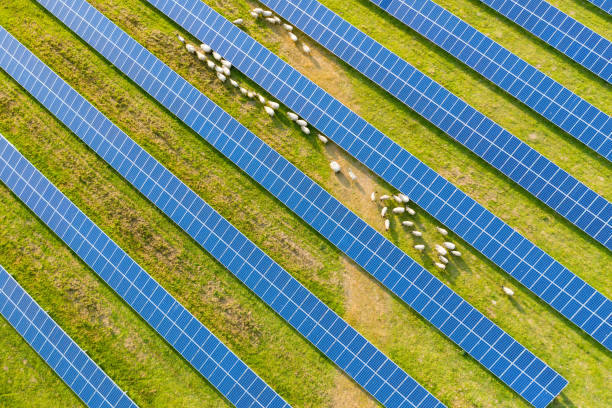 istock Slanted view over solar panels with sheep walking 1153756399