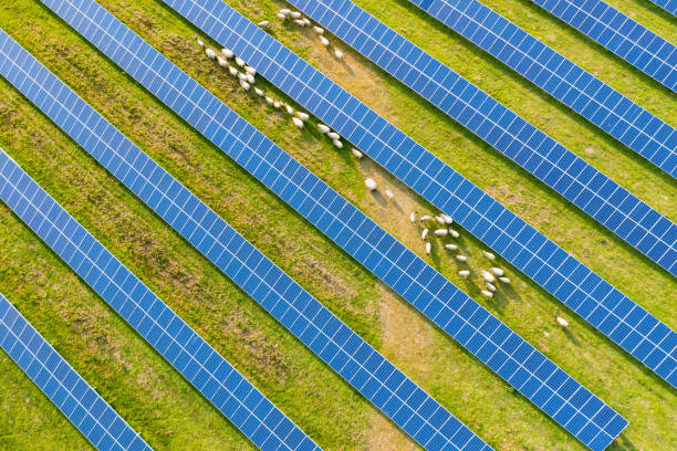 Slanted view over solar panels with sheep walking stock photo