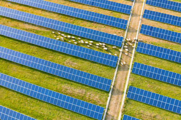 istock Close-up oblique view over solar panels with sheep walking around 1153756699