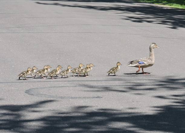 istock Crossing the street 1153757543