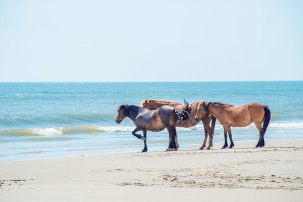istock Wild Horses Standing by the ocean 1153758309