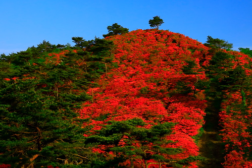 Azalea blooming mountain