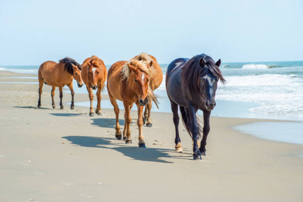 istock Wild Horses Standing by the ocean 1153758877