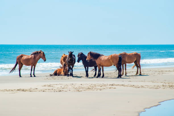istock Wild Horses Standing by the ocean 1153758919