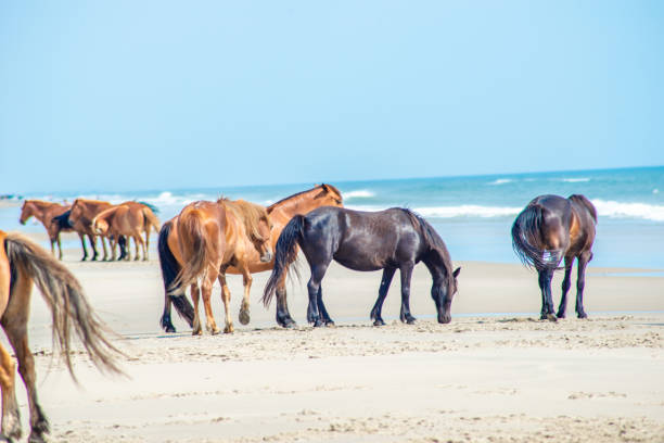 istock Wild Horses Standing by the ocean 1153758921