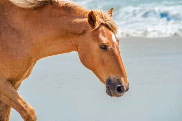 istock Wild Horses Standing by the ocean 1153758947
