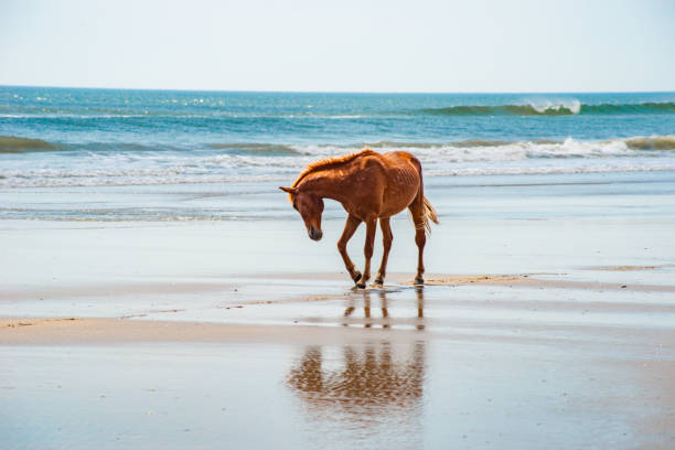 istock Wild Horses Standing by the ocean 1153758962