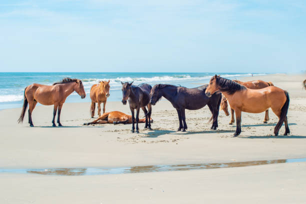 istock Wild Horses Standing by the ocean 1153758984