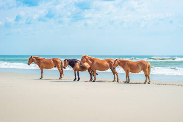 istock Wild Horses Standing by the ocean 1153758990