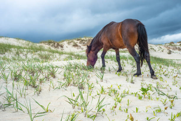 istock Wild Horses Standing by the ocean 1153759010