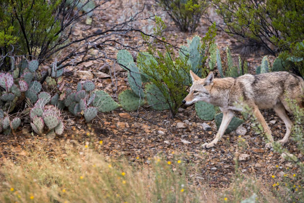 coyote camina cerca de plantas de cactus en el parque nacional big bend - desierto chihuahua fotografías e imágenes de stock