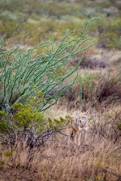istock Coyote and ocotillo cactus at Big Bend National Park 1153759664