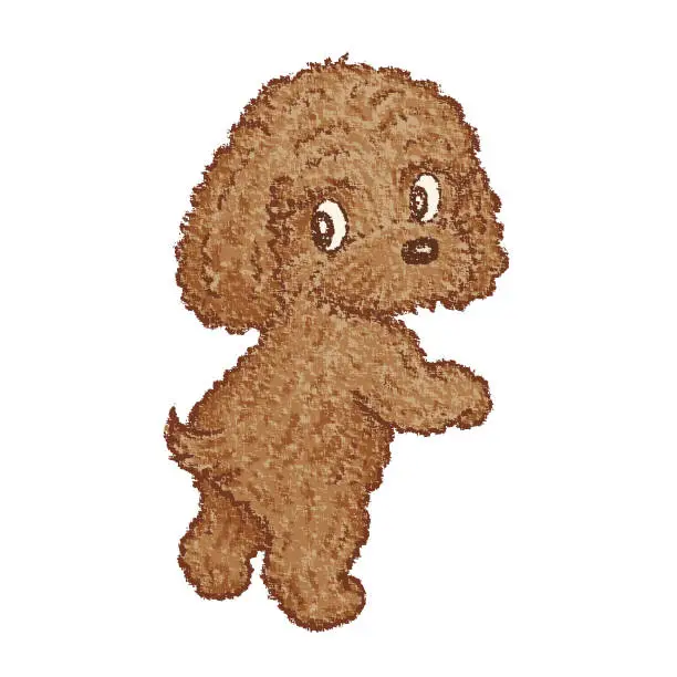 Vector illustration of Toy-Poodle standing